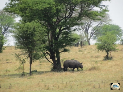 014-Rhino