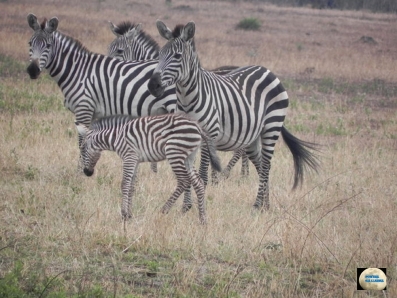 019-Zebras
